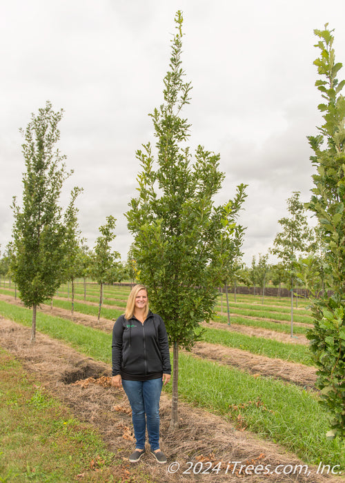 Streetspire Oak growing at the nursery with a person standing next to it.