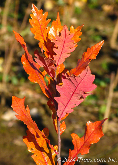 Closeup of bright red leaves.