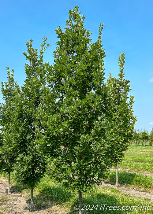 Streetspire Oak growing at the nursery with green leaves.