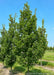 Streetspire Oak growing at the nursery with green leaves.