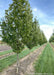 A row of Streetspire Oak with green leaves.