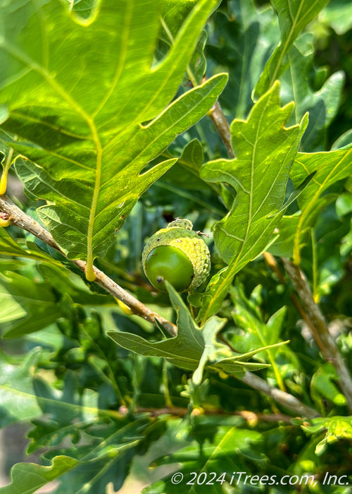Closeup of newly emerged green acorn and green leaves.