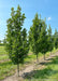 A row of Streetspire Oak with green leaves growing at the nursery.