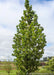 Streetspire Oak with green leaves.