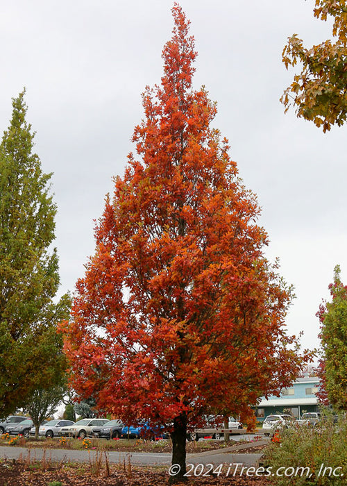 Streetspire Oak in fall with bright red fall color.
