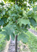 Closeup of green leaves.