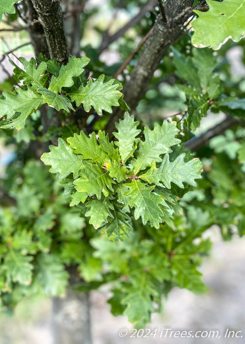 Closeup of green leaves.