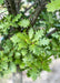 Closeup of green leaves.