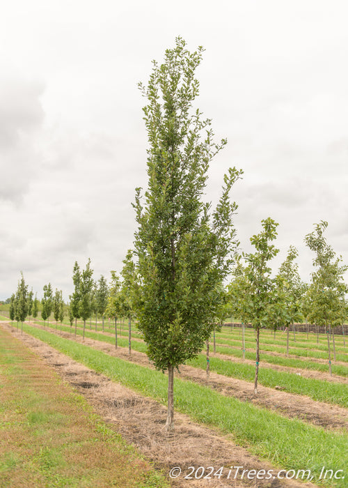 A single Streetspire Oak grows at the nursery with green leaves.