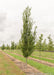 A single Streetspire Oak grows at the nursery with green leaves.