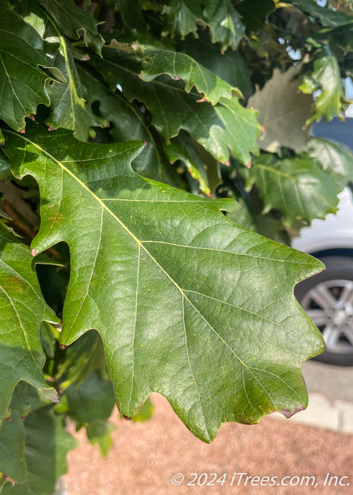 Closeup of shiny green leaves with rounded lobes.
