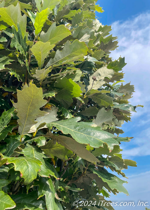Closeup of outer edged of narrow canopy of green leaves with silvery undersides with a bright blue sky in the background.