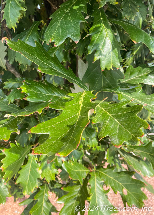 Closeup of shiny green leaves with rounded lobes and yellow veins.