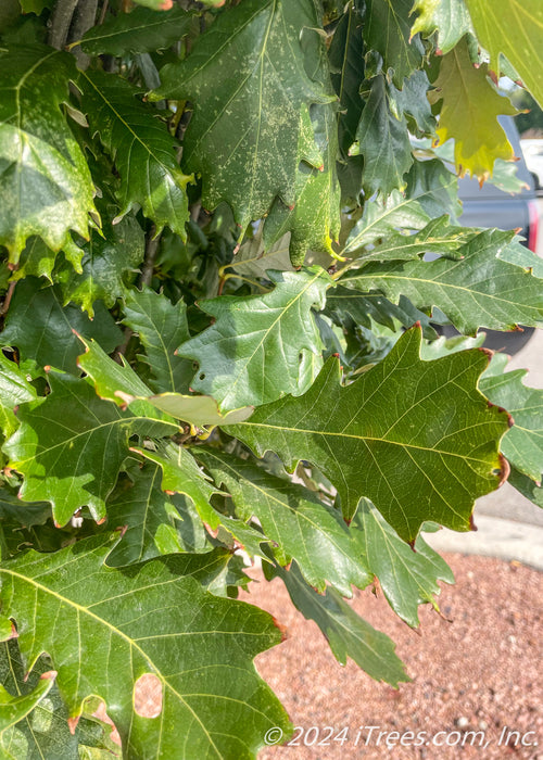 Closeup of green leaves with rounded lobes, yellow veins and red rock covered landscape bed in the background.