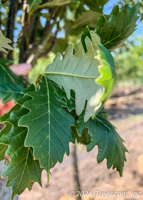 Closeup of dark green roundly lobed leaves with silvery undersideds.