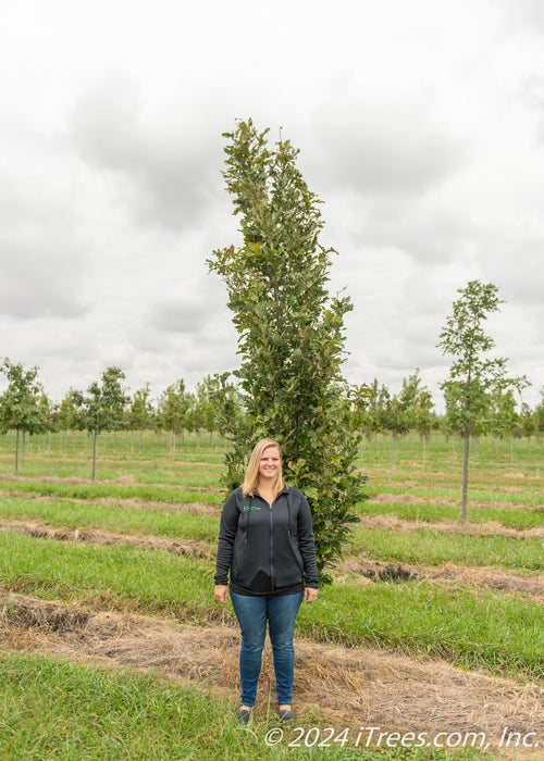 Kindred Spirit Oak grows in the nursery with a person standing nearby for a height comparison.