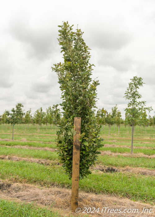 A single Kindred Spirit Oak grows in the nursery with a large ruler standing next to it to show canopy height with lowest branch pruned up at about 2 ft. Rows of green grass grow between rows of trees, and there is a grey cloudy sky in the background.