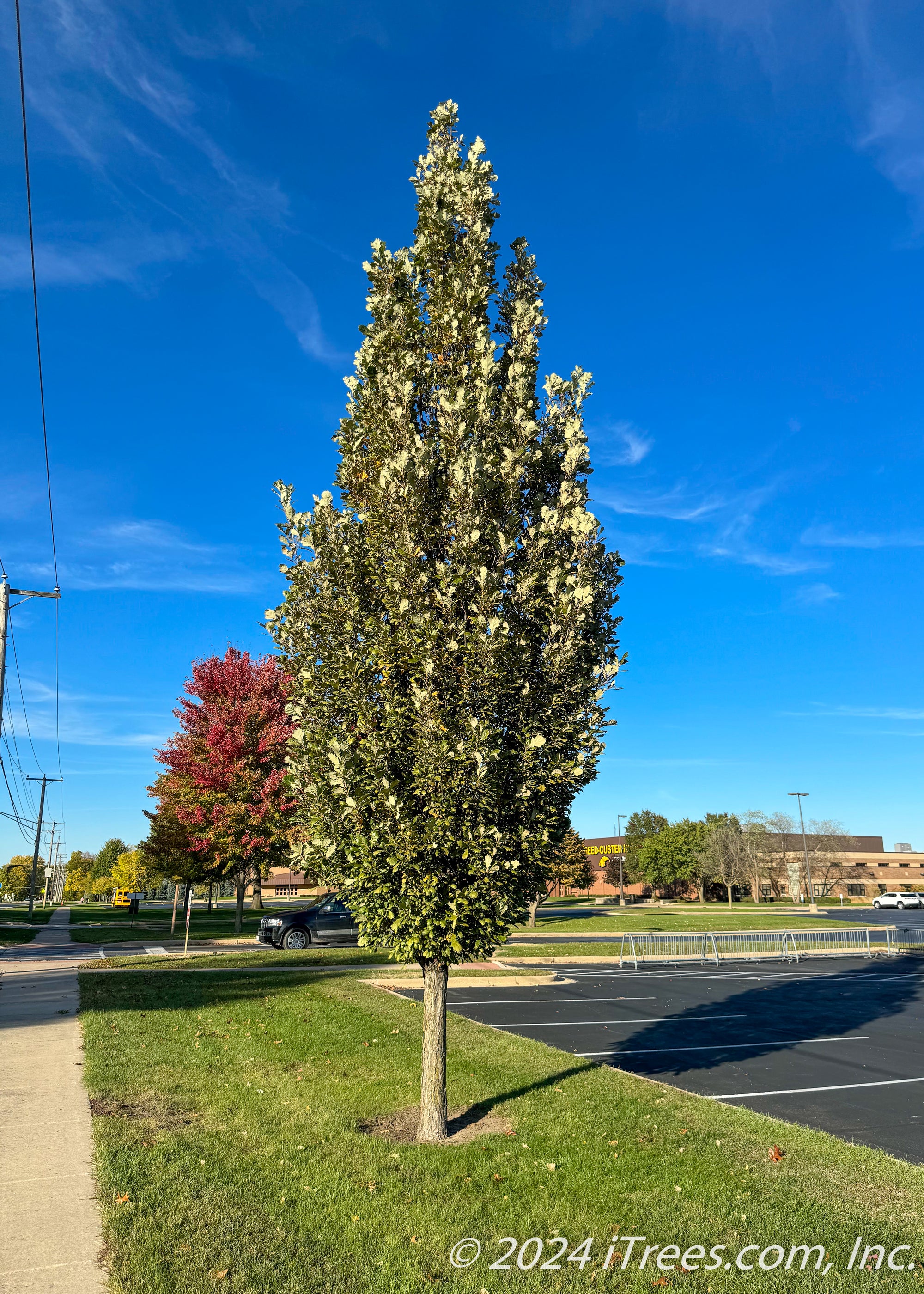 Regal Prince® Oak