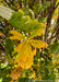 Closeup of yellowish-green leaves in fall.