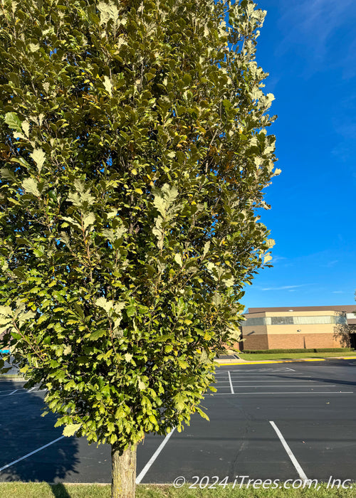 Closeup of lower branching showing narrow form and green leaves.