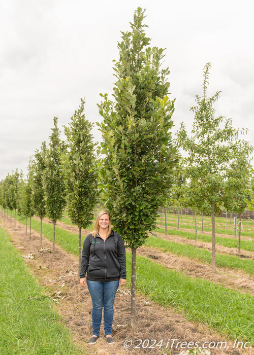 Regal Prince Oak at the nursery with a person standing next to it. Their shoulder is just above the lower branching.