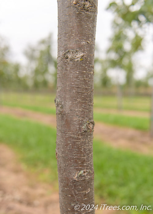 Closeup of a trunk.