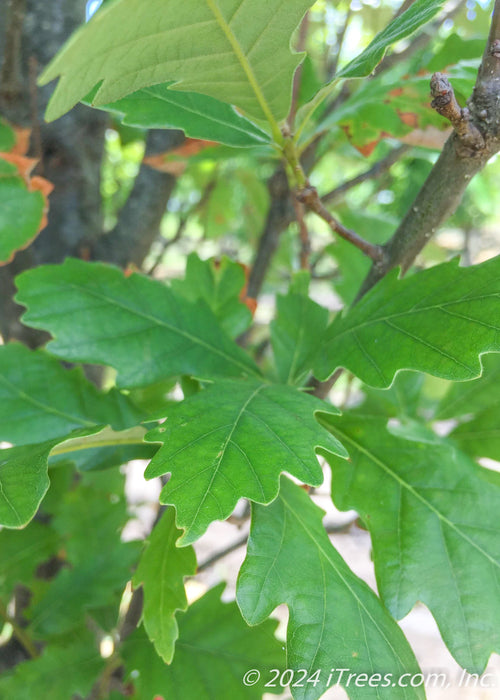 Closeup of shiny green leaves.