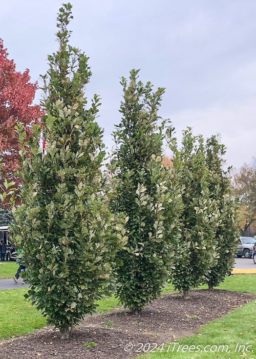 A row of Regal Prince Oak planted at a park for screening.