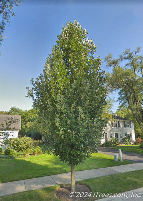 Regal Prince Oak planted on the parkway.