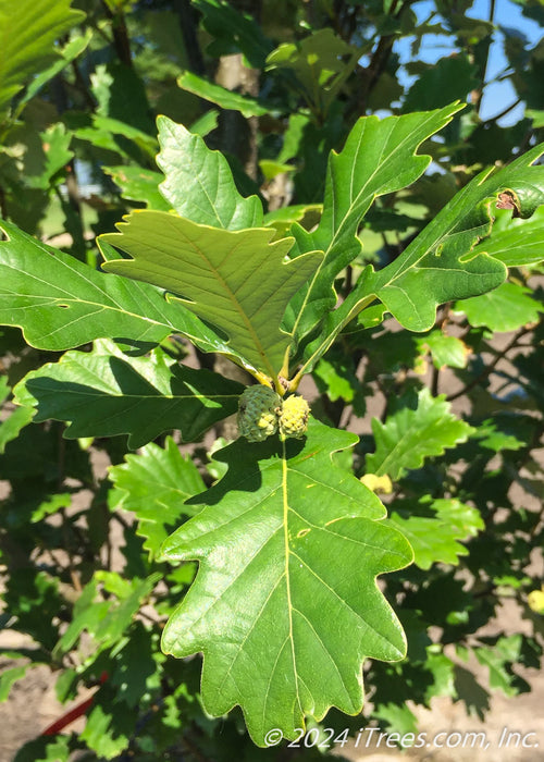 Closeup of bright shiny green leaves and newly emerging acorns.