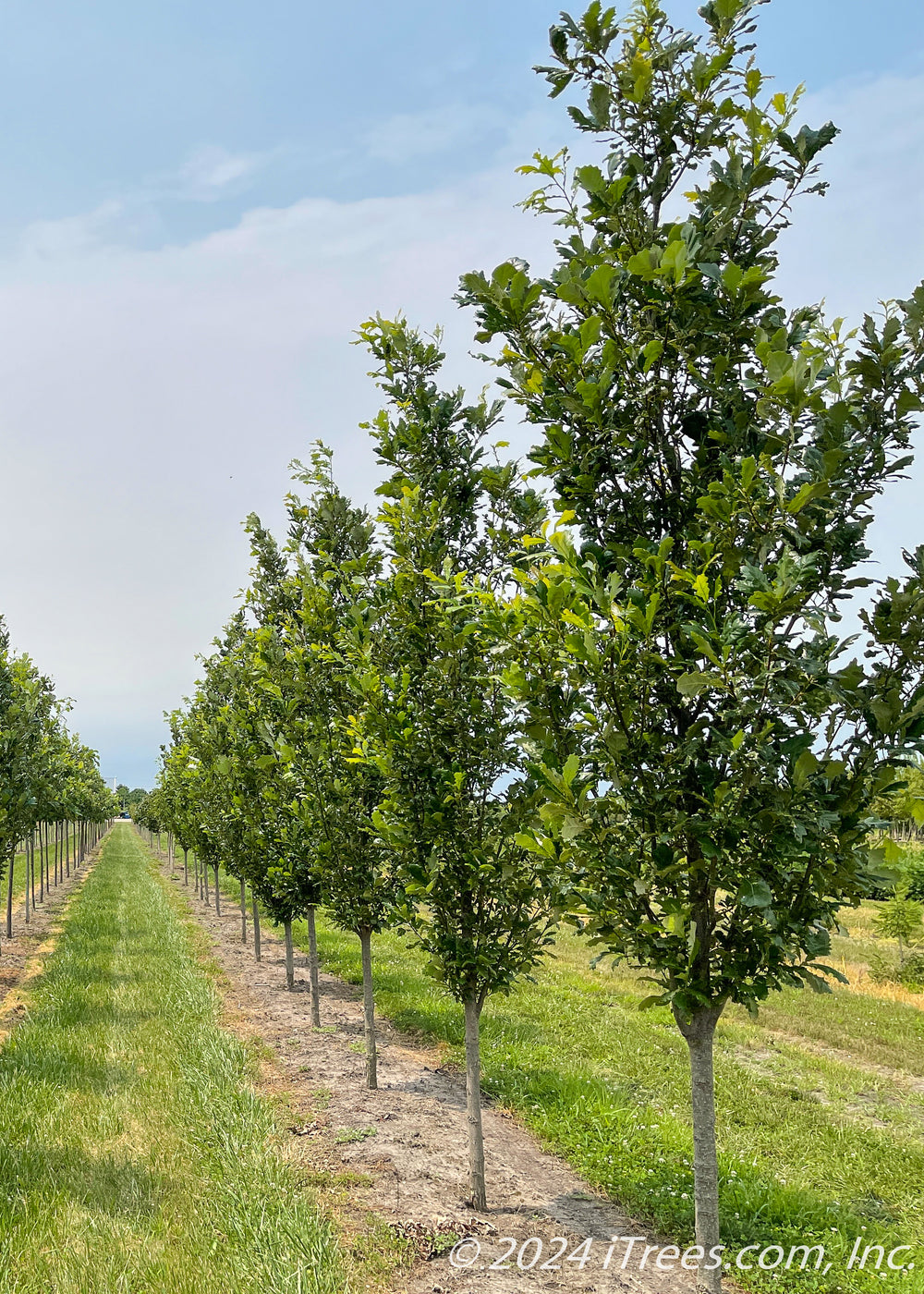 Regal Prince® Oak