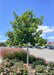 Heritage Oak with green leaves and light grey trunk planted in a parking lot island.