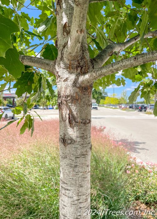 Closeup of light grey trunk and green leaves.