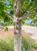 Closeup of light grey trunk and green leaves.