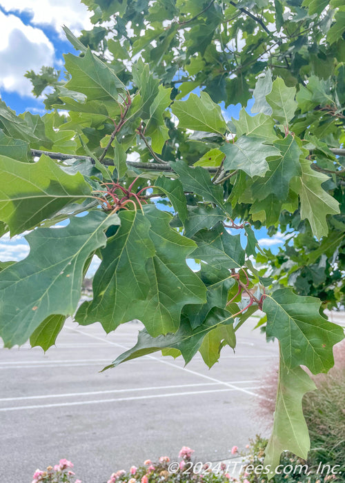 Closeup of green leaves with red stems.