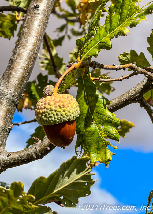 Closeup of acorn.
