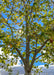 Closeup view of the upper canopy looking up from underneath showing changing leaf color and acorns.