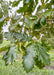 Closeup of dark green shiny leaves.