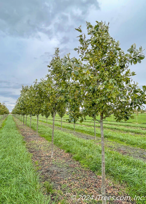 A row of Heritage Oak in the nursery.