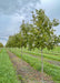 A row of Heritage Oak in the nursery.