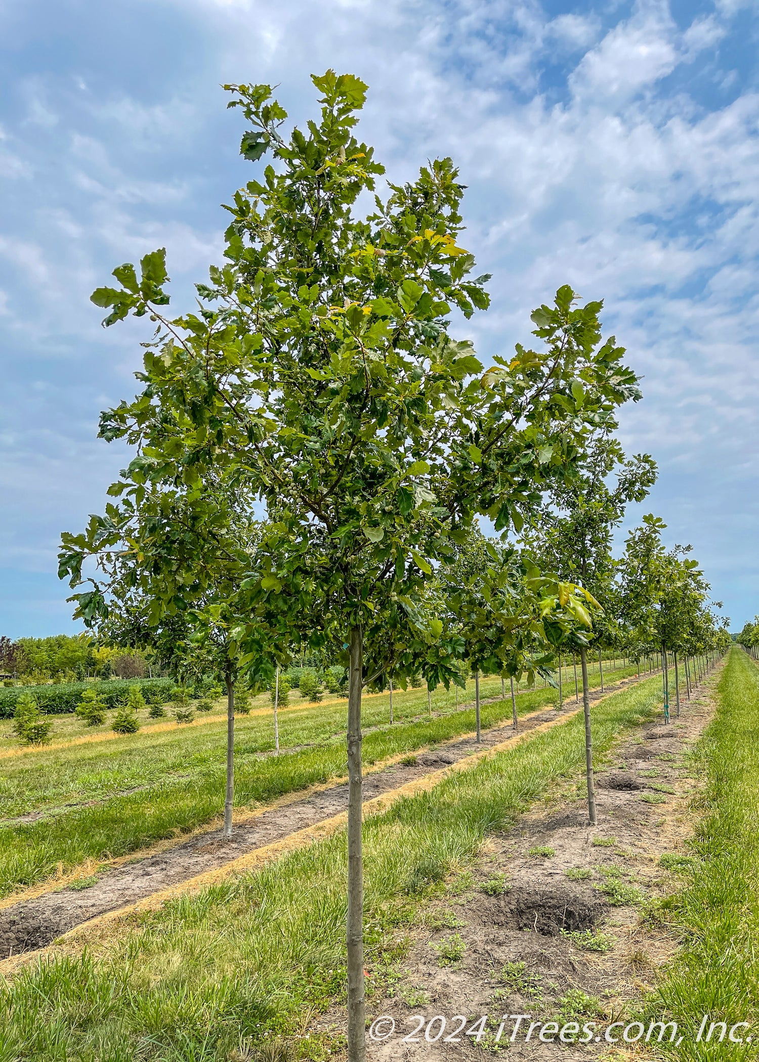 Heritage® Oak