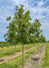 A row of Heritage Oak in the nursery with green leaves.