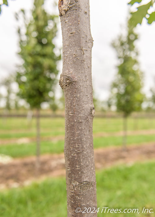 Closeup of smooth grey tunk.