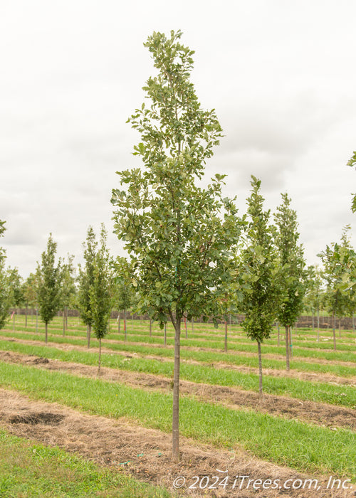 A single Heritage Oak in the nursery with green leaves.