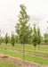 A single Heritage Oak in the nursery with green leaves.