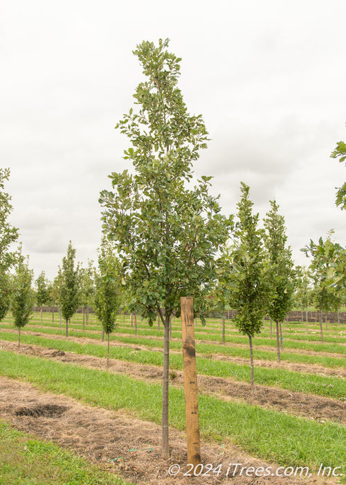 Heritage Oak in the nursery with a ruler standing next to it to show its canopy height measured at about 5 ft tall.