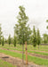 Heritage Oak in the nursery with a ruler standing next to it to show its canopy height measured at about 5 ft tall.