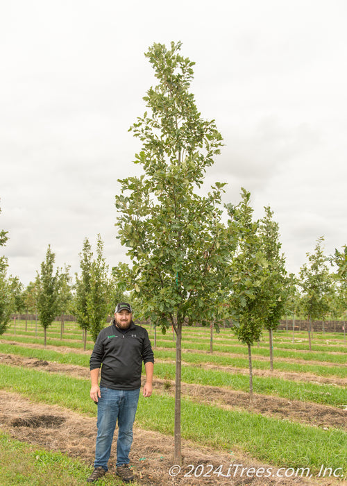 Heritage Oak in the nursery with a person standing nearby to show height, with their shoulder just below the lowest branch.