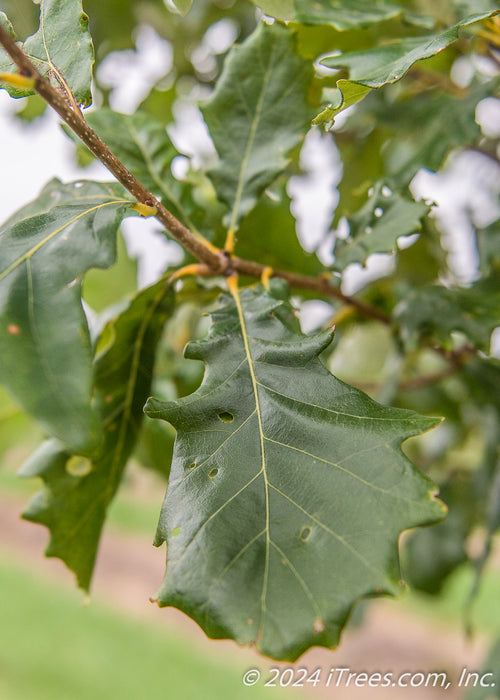 Closeup of dark green shiny leaf.