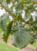 Closeup of dark green shiny leaf.